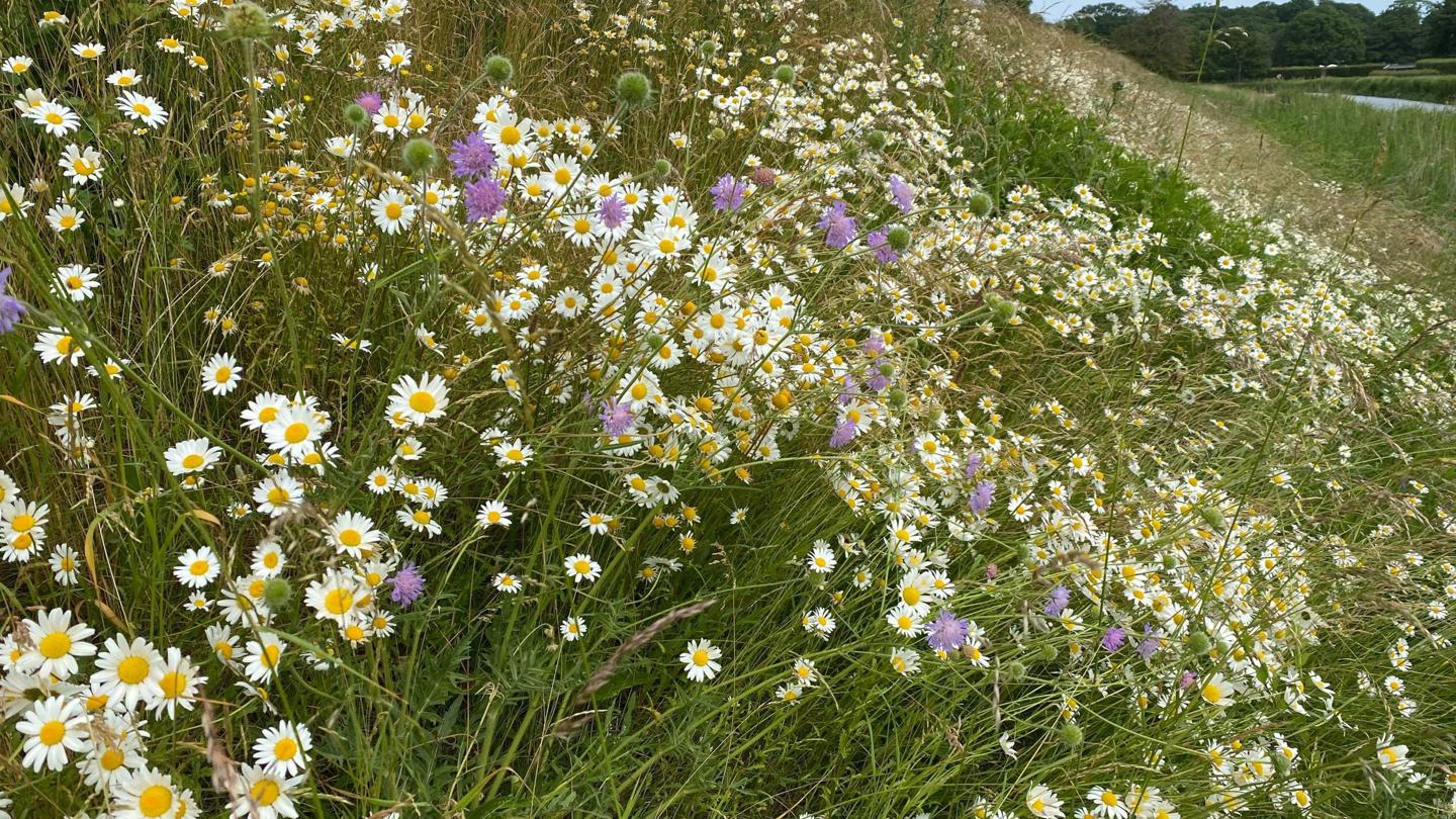 Blomstrende skråning ved Charlottenlund Fort