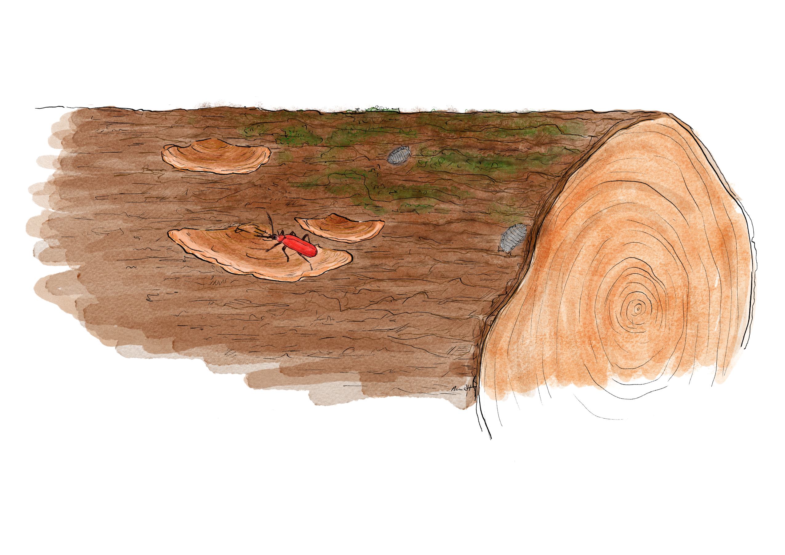 Træstamme med kardinalbille