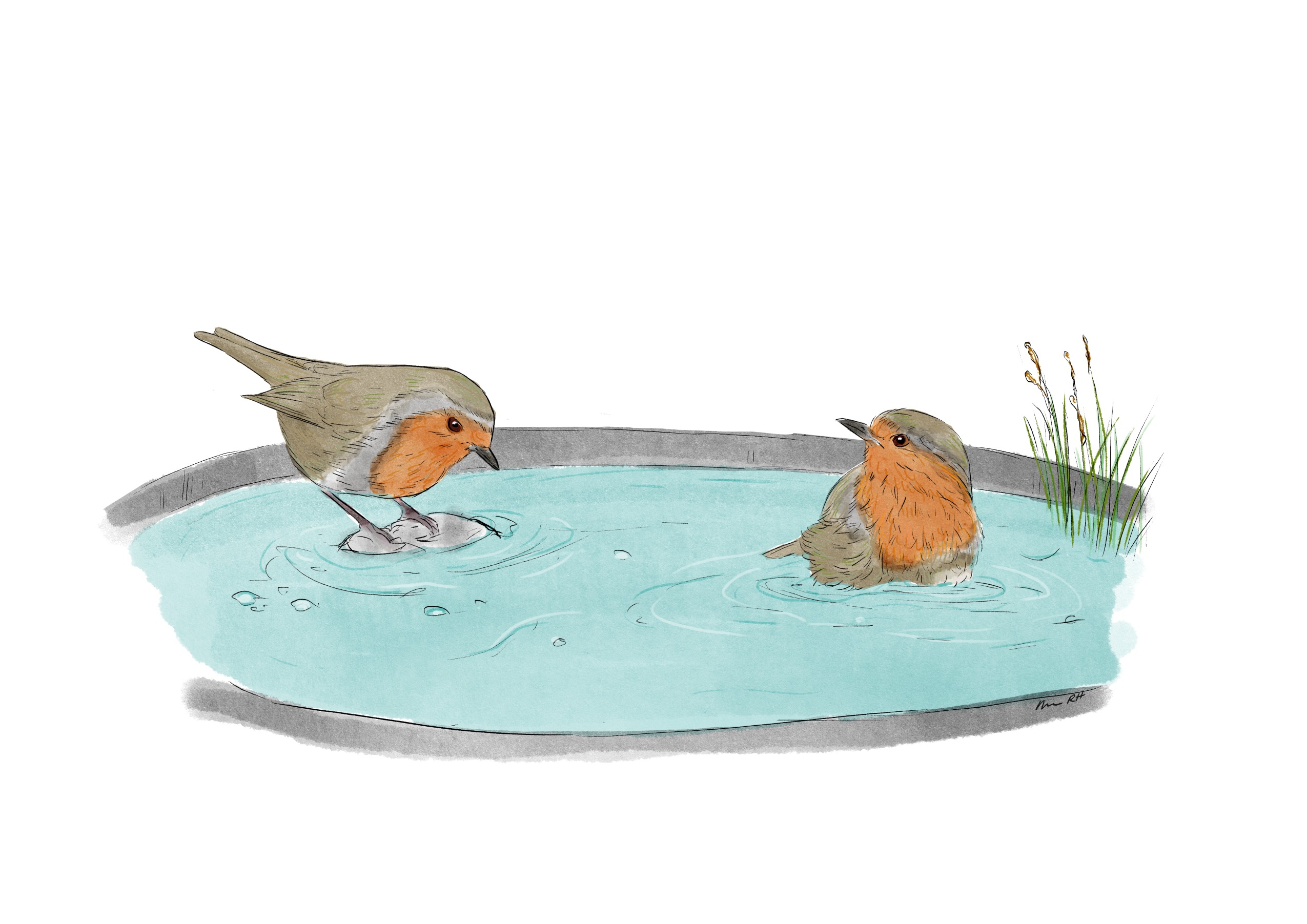 Spejlbassin med rødhals